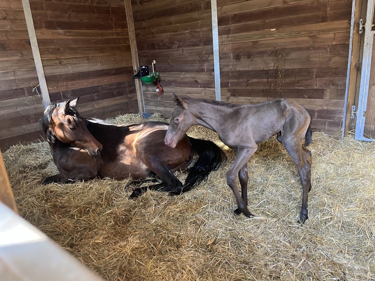 German Sport Horse Mare 8 years 16 hh Bay-Dark in Göda