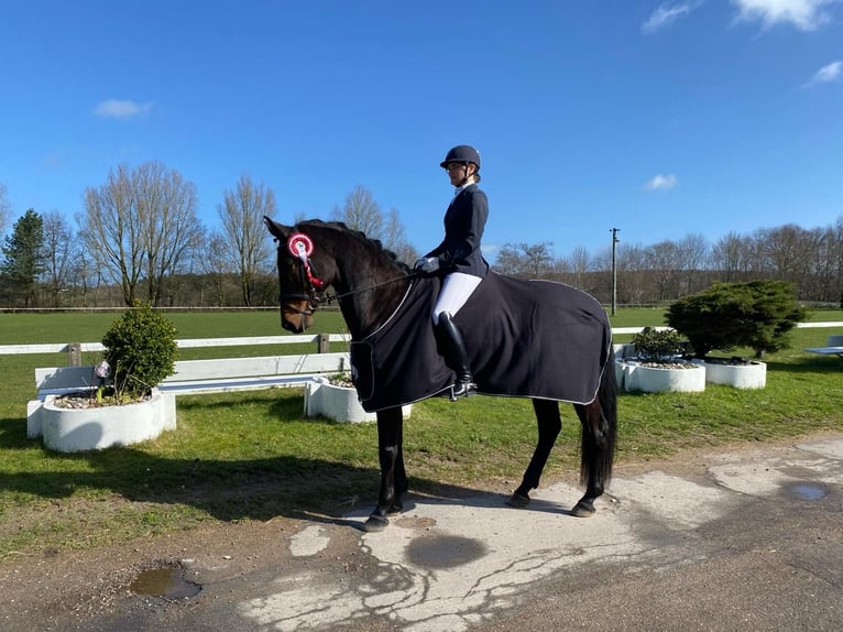 German Sport Horse Mare 8 years 16 hh Bay-Dark in Hj&#xF8;rring