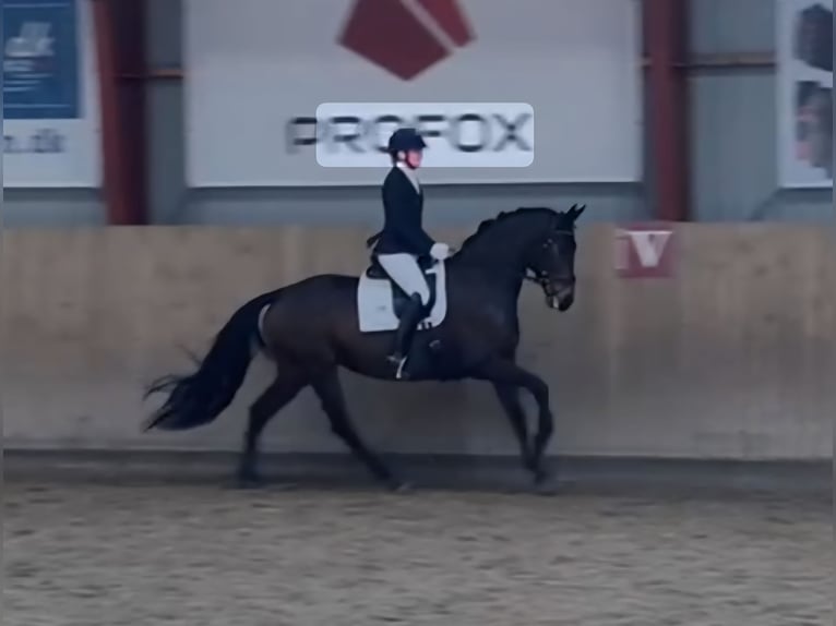 German Sport Horse Mare 8 years 16 hh Bay-Dark in Hj&#xF8;rring