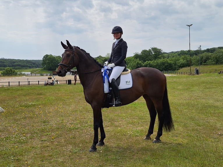 German Sport Horse Mare 8 years 16 hh Bay-Dark in Hj&#xF8;rring