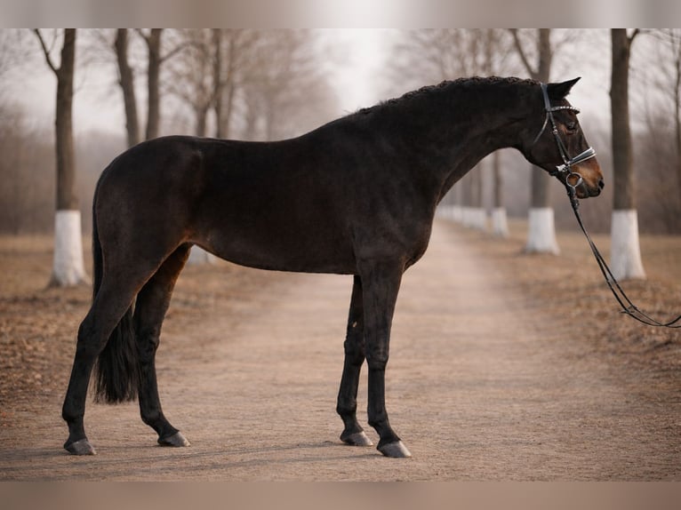 German Sport Horse Mare 8 years 16 hh Brown in Budapest