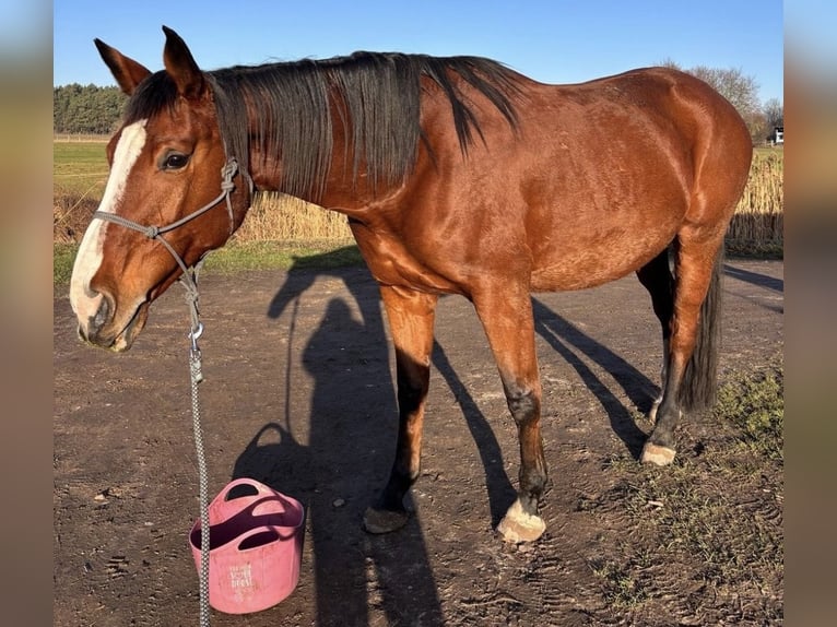 German Sport Horse Mare 8 years 16 hh Brown in Ludwigsfelde