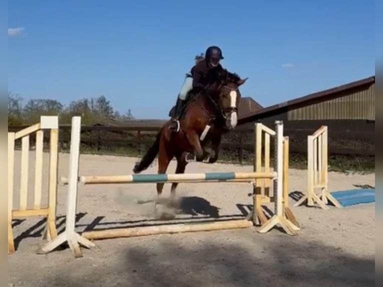 German Sport Horse Mare 8 years 16 hh Brown in Schönhagen