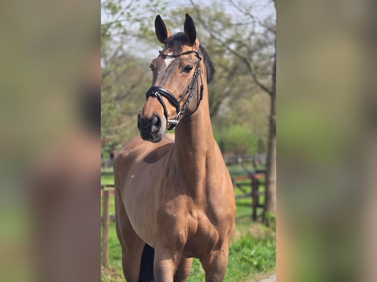 German Sport Horse Mare 8 years 16 hh Brown in Someren