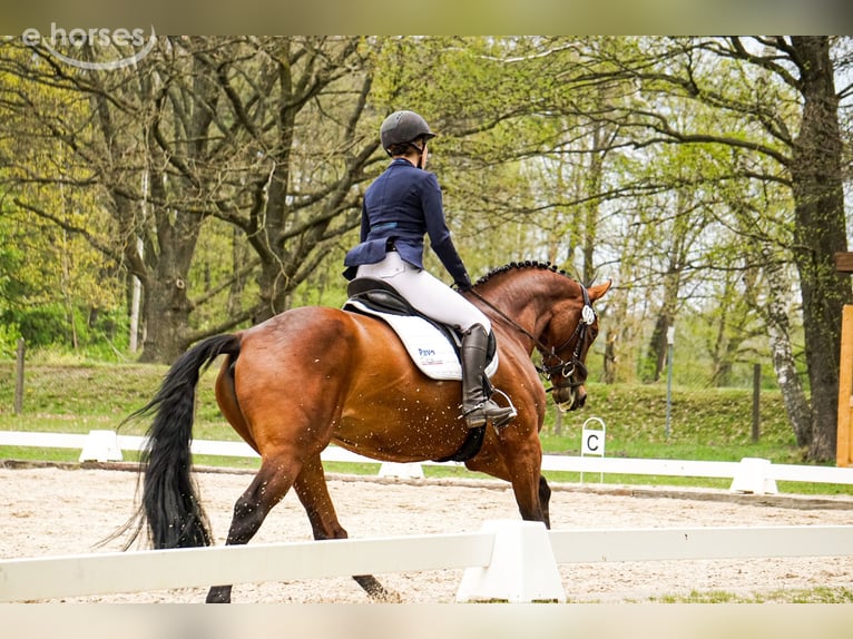 German Sport Horse Mare 8 years 16 hh Brown in Cottbus