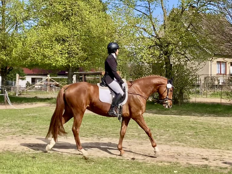 German Sport Horse Mare 8 years 16 hh Chestnut-Red in Schmogrow-Fehrow