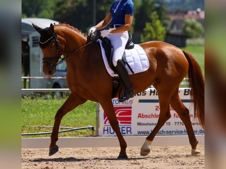 German Sport Horse Mare 8 years 16 hh Chestnut-Red in Herbolzheim