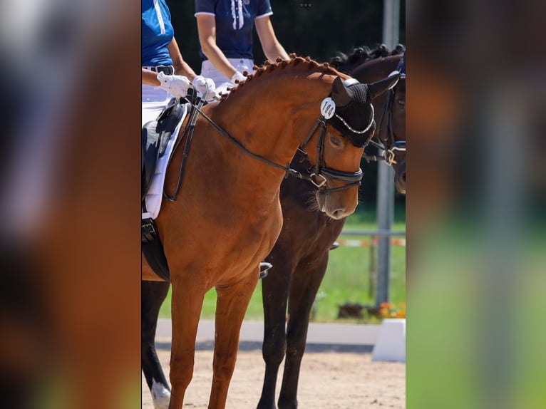 German Sport Horse Mare 8 years 16 hh Chestnut-Red in Herbolzheim