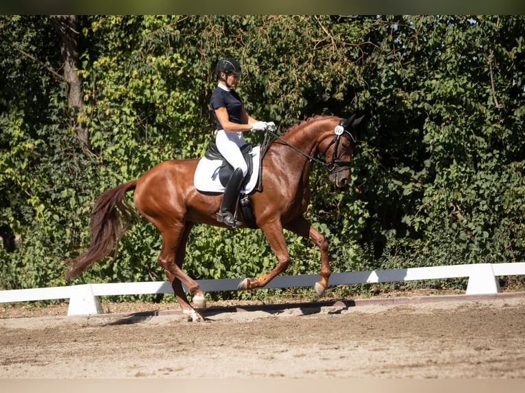 German Sport Horse Mare 8 years 16 hh Chestnut-Red in Herbolzheim