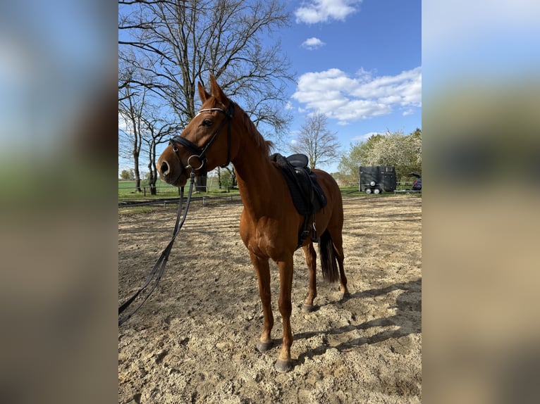German Sport Horse Mare 8 years 16 hh Chestnut-Red in Schnega Schnega