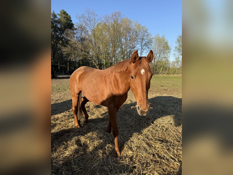 German Sport Horse Mare 8 years 16 hh Chestnut-Red in Schnega Schnega