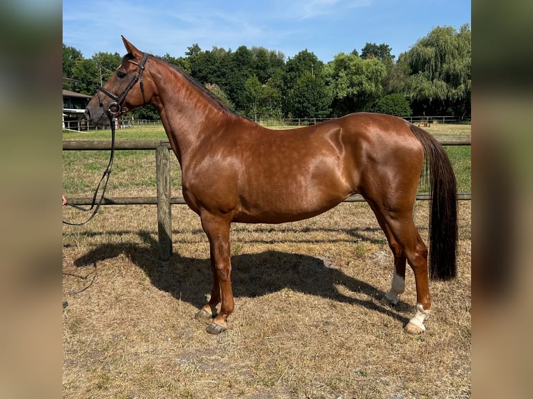 German Sport Horse Mare 8 years 16 hh Chestnut-Red in Lahr/Schwarzwald