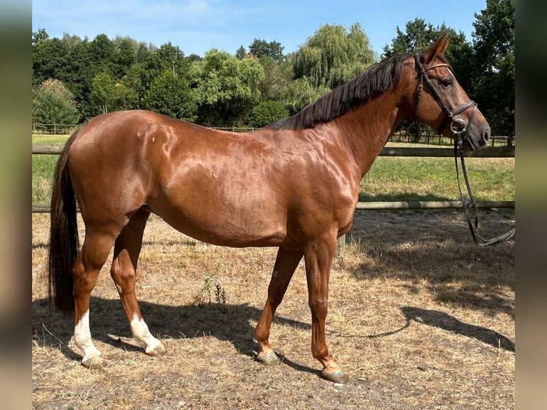 German Sport Horse Mare 8 years 16 hh Chestnut-Red in Lahr/Schwarzwald