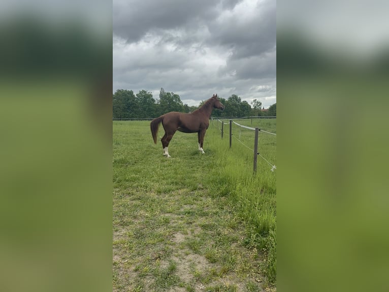 German Sport Horse Mare 8 years 16 hh Chestnut-Red in Ketzin