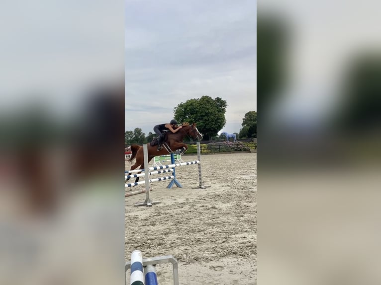 German Sport Horse Mare 8 years 16 hh Chestnut-Red in Didderse