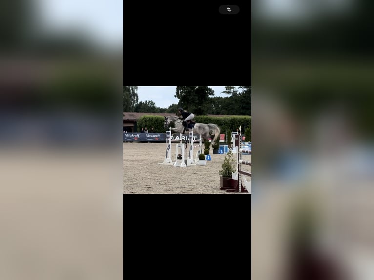 German Sport Horse Mare 8 years 16 hh Grey-Dapple in Emstek