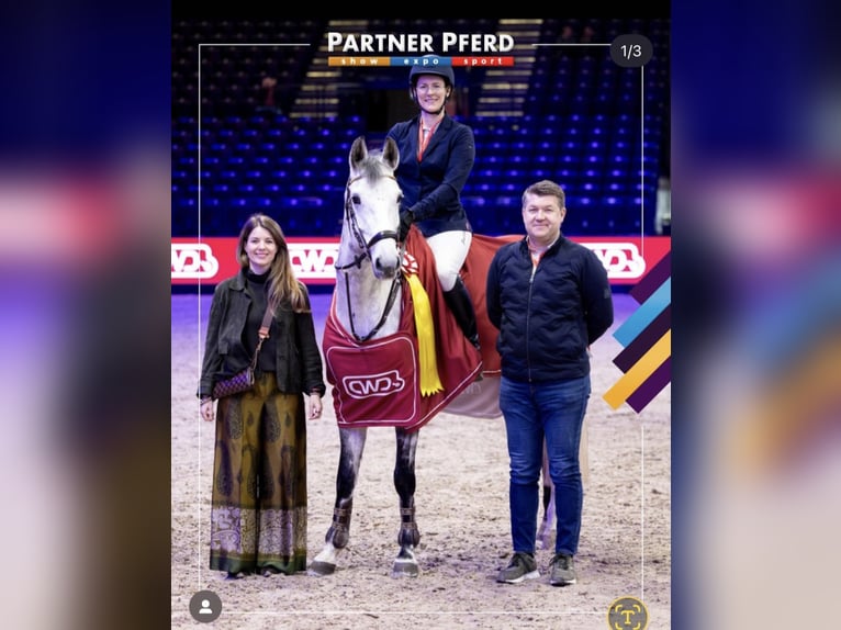 German Sport Horse Mare 8 years 16 hh Grey in Arnstedt