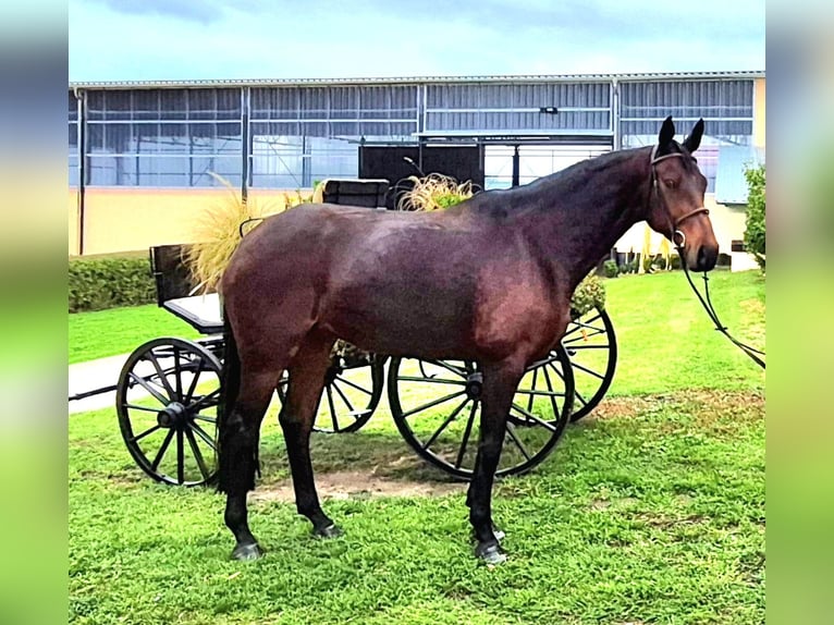 German Sport Horse Mare 8 years 16,1 hh Bay-Dark in Leipzig German Sport Horse Mare 8 years 16,1 hh Bay-Dark in Leipzig