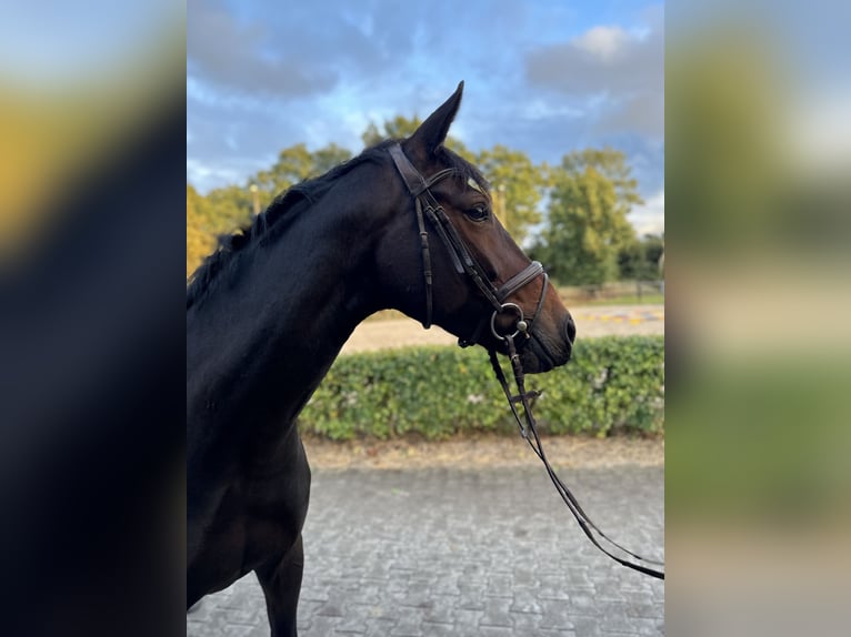 German Sport Horse Mare 8 years 16,1 hh Bay-Dark in Wardenburg