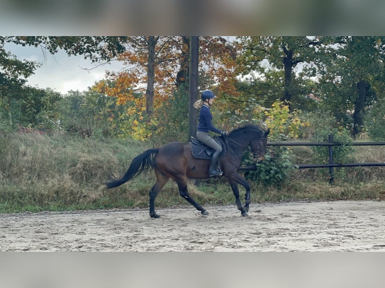 German Sport Horse Mare 8 years 16,1 hh Bay-Dark in Wardenburg