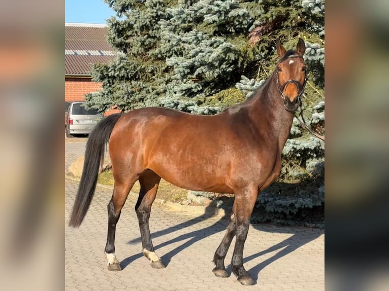 German Sport Horse Mare 8 years 16,1 hh  in Polzow