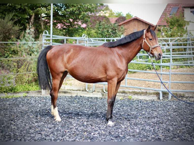 German Sport Horse Mare 8 years 16,1 hh Brown in K&#xF6;nigsbronn