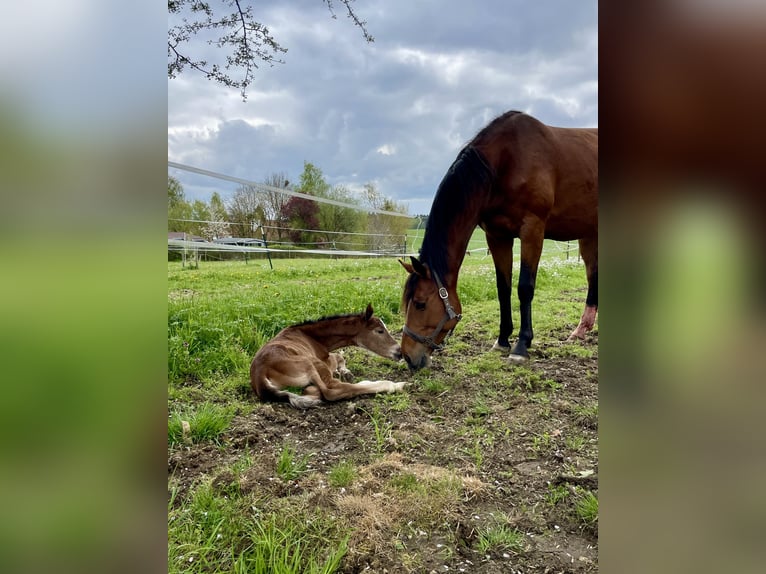 German Sport Horse Mare 8 years 16,1 hh Brown in K&#xF6;nigsbronn