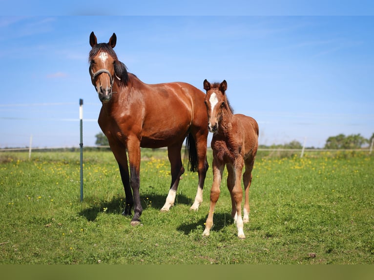 German Sport Horse Mare 8 years 16,1 hh Brown in K&#xF6;nigsbronn