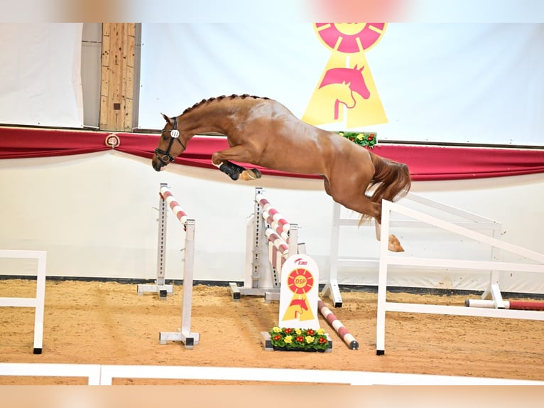 German Sport Horse Mare 8 years 16,1 hh Brown in K&#xF6;nigsbronn