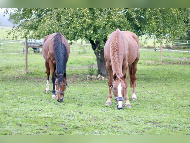German Sport Horse Mare 8 years 16,1 hh Brown in K&#xF6;nigsbronn