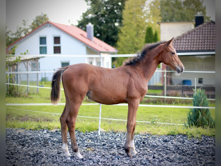 German Sport Horse Mare 8 years 16,1 hh Brown in K&#xF6;nigsbronn