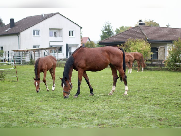 German Sport Horse Mare 8 years 16,1 hh Brown in K&#xF6;nigsbronn