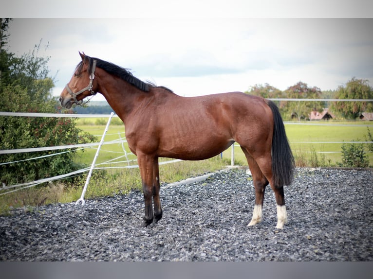 German Sport Horse Mare 8 years 16,1 hh Brown in K&#xF6;nigsbronn