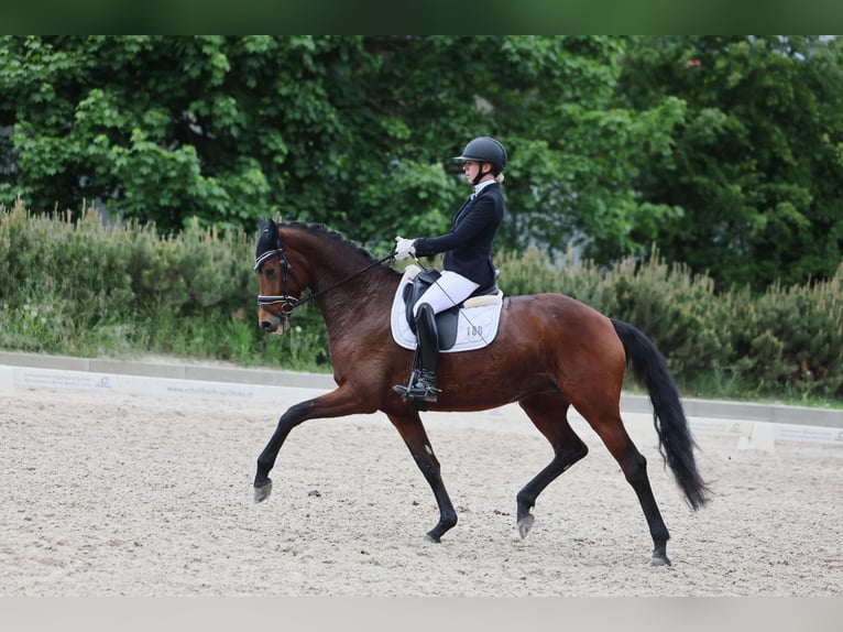 German Sport Horse Mare 8 years 16,1 hh Brown in Prussendorf/ Zörbig