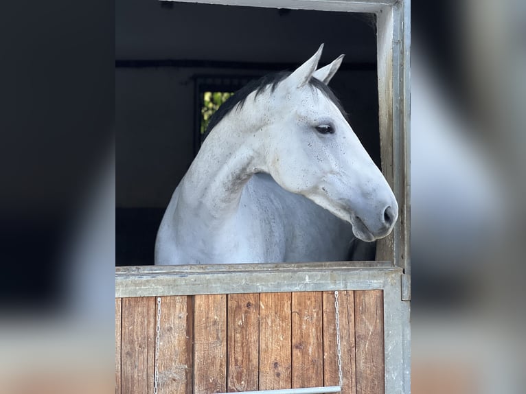 German Sport Horse Mare 8 years 16,1 hh Brown Falb mold in Gaimersheim