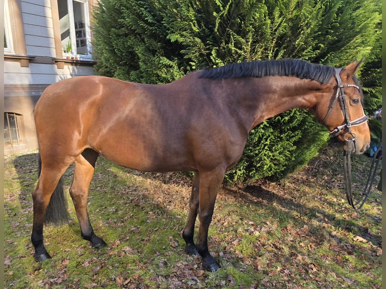 German Sport Horse Mare 8 years 16,1 hh Brown in Braunschweig