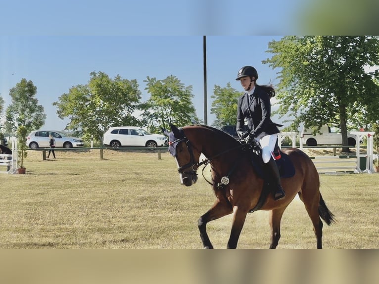 German Sport Horse Mare 8 years 16,1 hh Brown in Großpösna