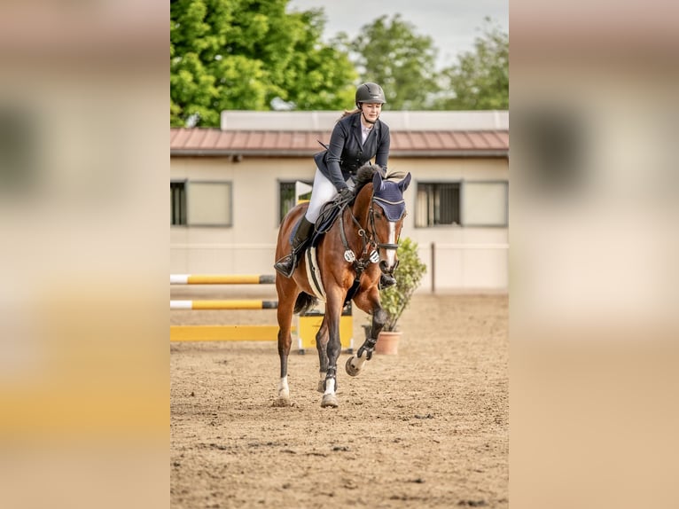 German Sport Horse Mare 8 years 16,1 hh Brown in Großpösna