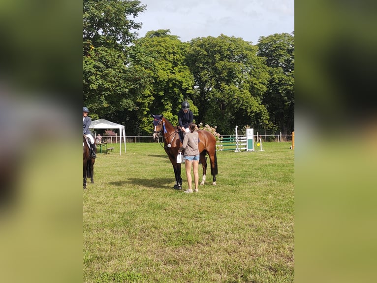 German Sport Horse Mare 8 years 16,1 hh Brown in Großpösna