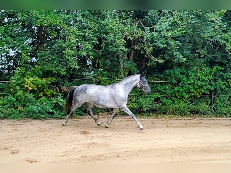 German Sport Horse Mare 8 years 16,1 hh Grey in Seester