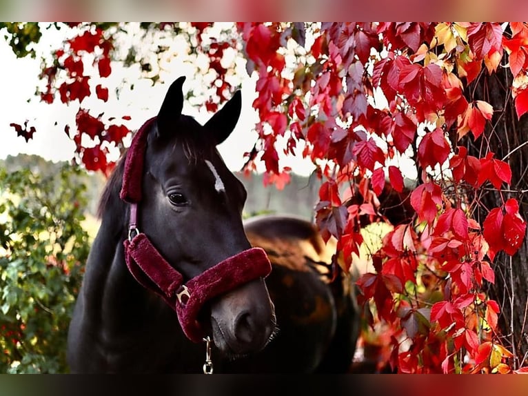 German Sport Horse Mare 8 years 16,1 hh Smoky-Black in Stendal
