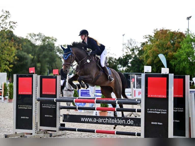 German Sport Horse Mare 8 years 16,1 hh Smoky-Black in Fronreute