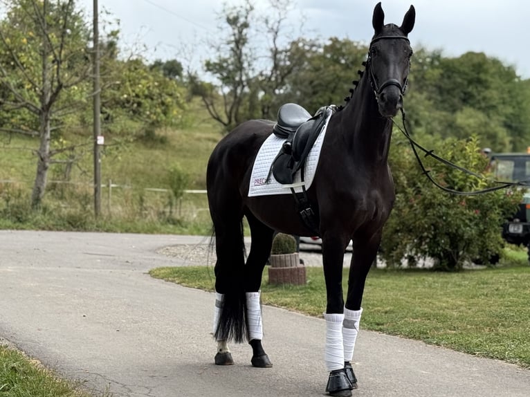German Sport Horse Mare 8 years 16,2 hh Black in Saarbrücken