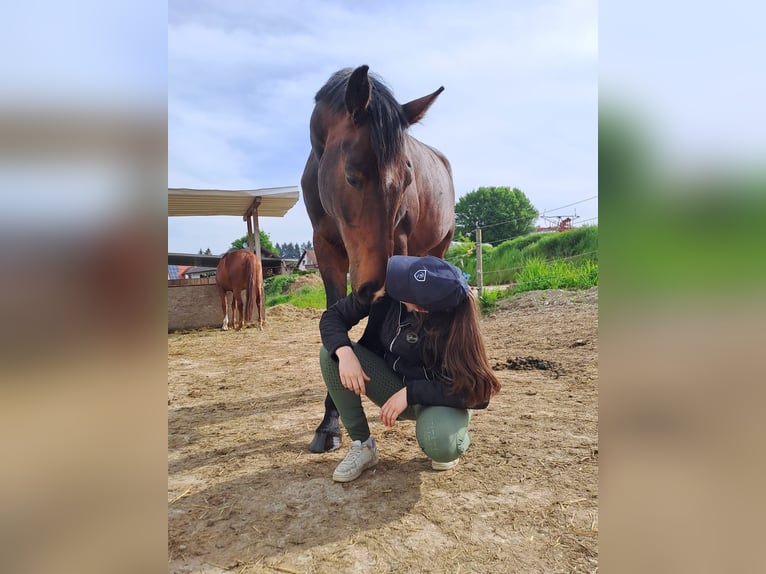 German Sport Horse Mare 8 years 16,2 hh Brown in Krumbach