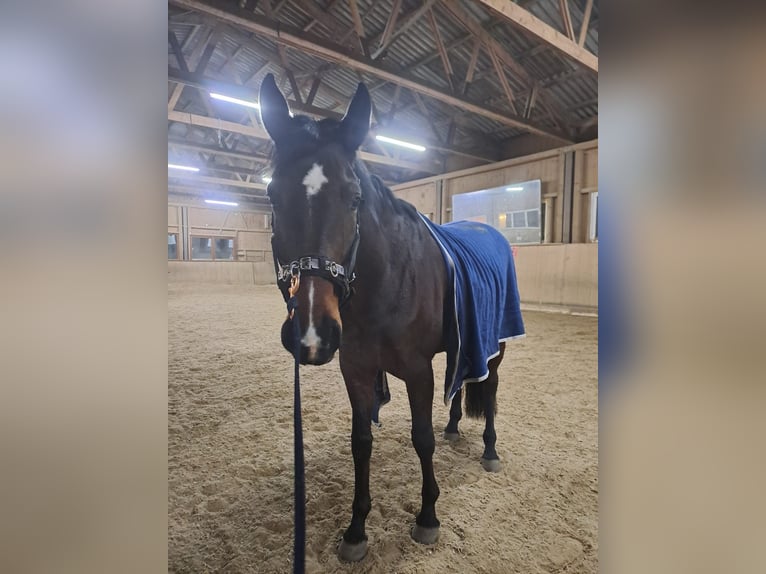 German Sport Horse Mare 8 years 16,2 hh Brown in Krumbach