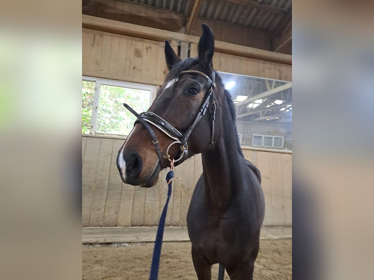 German Sport Horse Mare 8 years 16,2 hh Brown in Krumbach