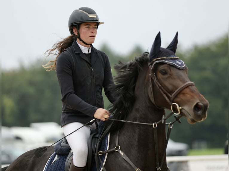 German Sport Horse Mare 8 years 16,2 hh Smoky-Black in Schlins