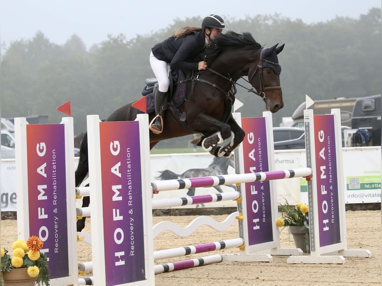 German Sport Horse Mare 8 years 16,2 hh Smoky-Black in Schlins
