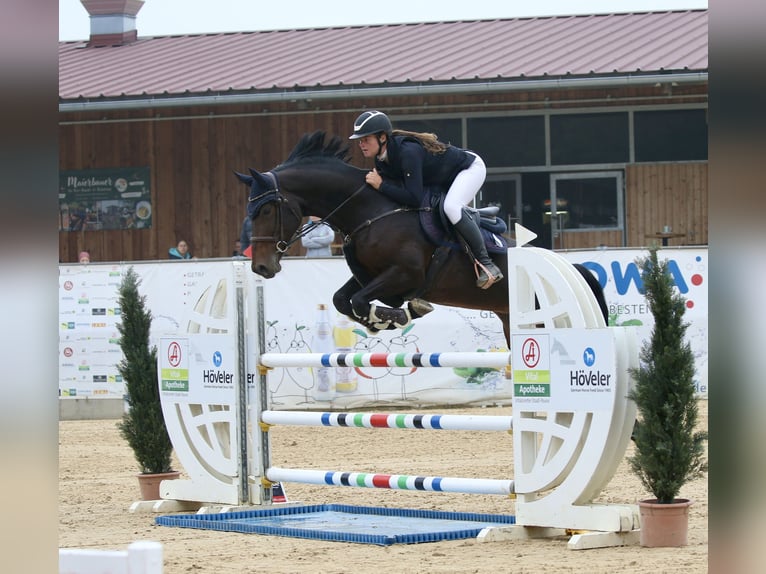 German Sport Horse Mare 8 years 16,2 hh Smoky-Black in Schlins