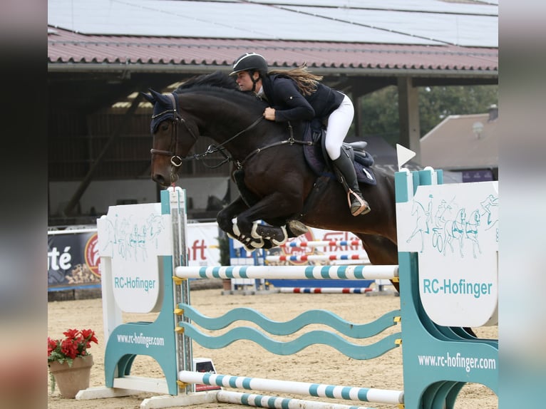 German Sport Horse Mare 8 years 16,2 hh Smoky-Black in Schlins